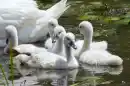 SWANS