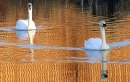 SWANS