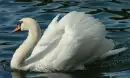 SWANS