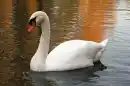 SWANS