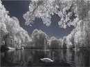 SWANS