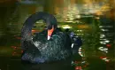 SWANS
