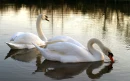 SWANS