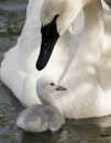 SWANS