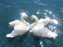 SWANS