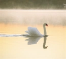 SWANS