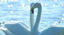 SWANS
