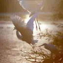 EGRET