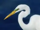 EGRET