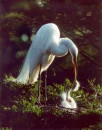 EGRET