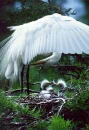 EGRET