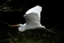 EGRET