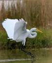 EGRET