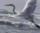 EGRET