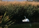 EGRET