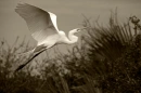 EGRET