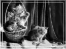 Kittens.
