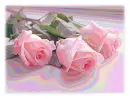 Roses.