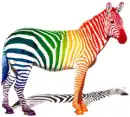 Colorful Zebra