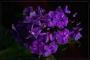 Flowers.