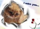 miss you 