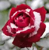 snow rose
