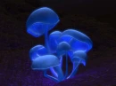 mushrooms