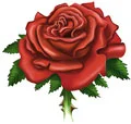 RED ROSE
