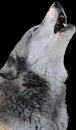 howling wolf