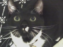kitty
