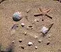 shells