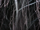 Sad Forest