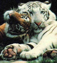 tigers