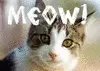 Animal Sounds