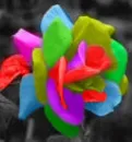Colorful Rose