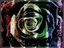 Rainbow Flower