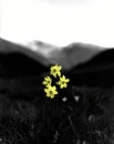Yellow Flowers Color Splash