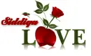 love-Siddiqa