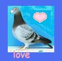 Pigeon Love