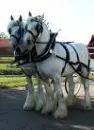 shire horse