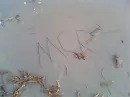 MCR-beach
