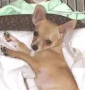 Cute dog