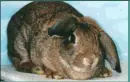 Winking Bunny