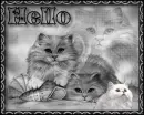 Cats Hello