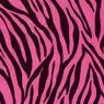 scene zebra