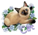 siamese cat
