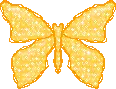 orange butterfly