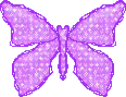 purple butterfly