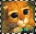 Shrek cat :)