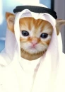 Arabian Prince